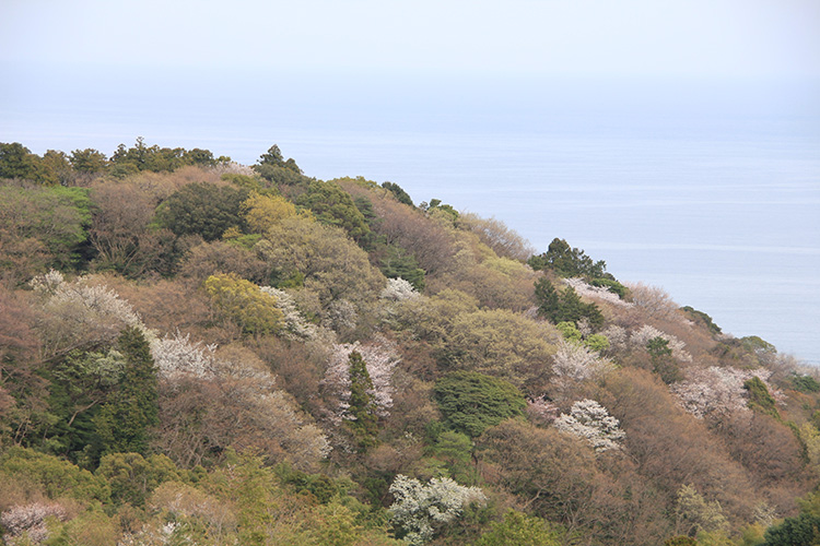 巣雲山の下りで撮影した桜の花と芽吹きの木々と太平洋の写真