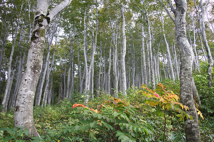 巻機山のブナ林の写真