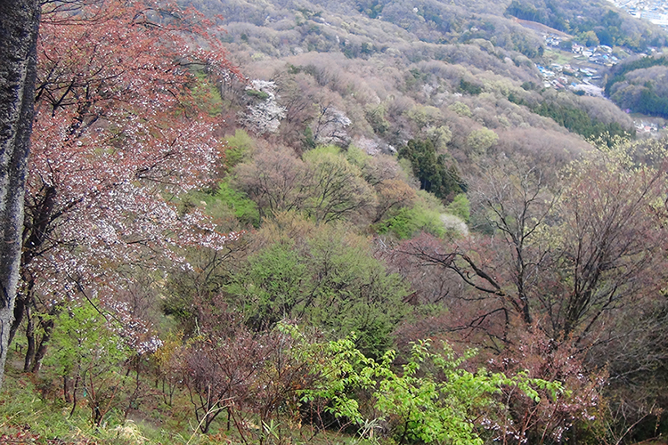 鐘撞堂山山頂で撮影した芽吹きと新緑の山腹の写真
