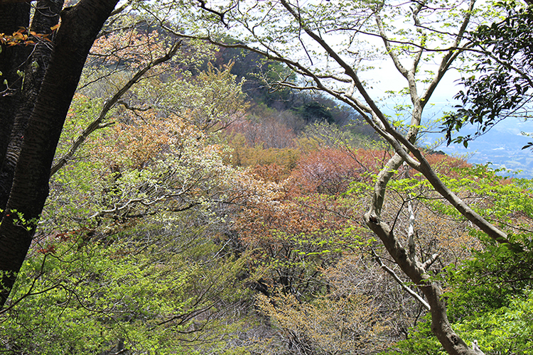 難台山～吾国山の途中で撮影した色とりどりの色合いを未設木々の写真