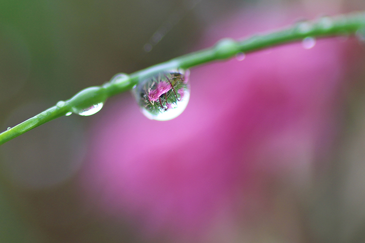 立山で撮影した水滴の中で咲くコイワカガミの写真