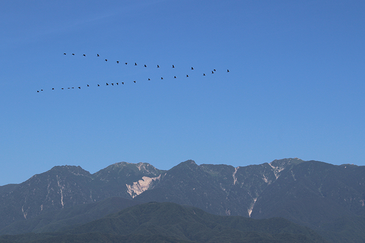 いなかの風で撮影したＶ字編隊で飛ぶカワウの群れの写真