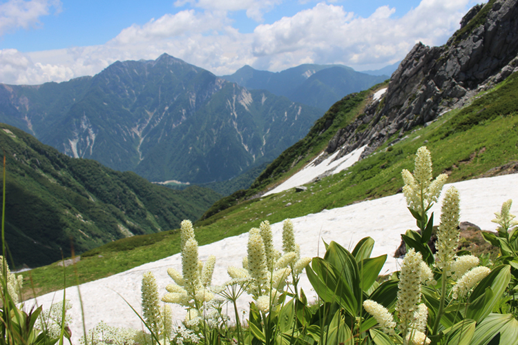 鬼岳付近で撮影したコバイケイソウと針木岳方面の写真