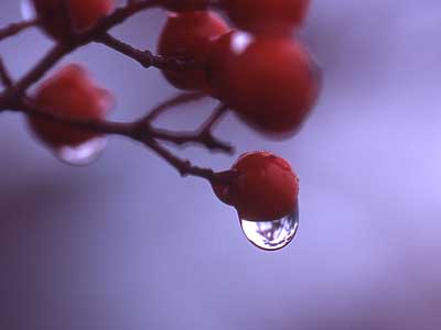 iiJ}ĥ݂ƐH̎ʐ^