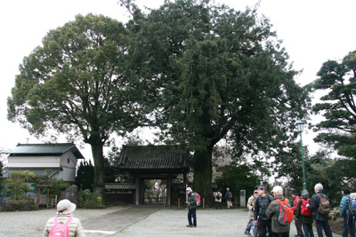 総世寺のカヤの木の下にいる写真
