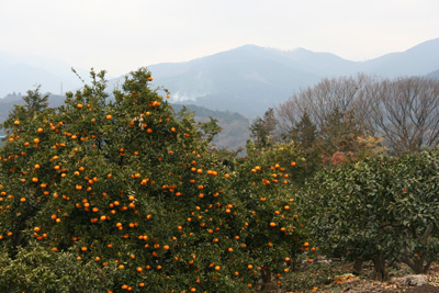 夏みかんと箱根方面の山の写真