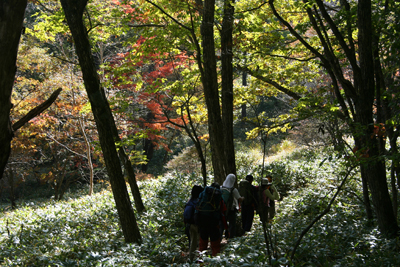 紅葉の道を下っている写真