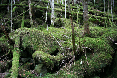 苔むした岩や枯れ木の写真