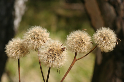 キク科の植物の種の写真