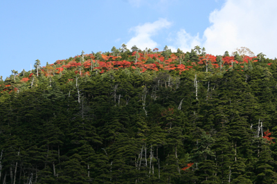 亀甲池の上の尾根の紅葉の写真
