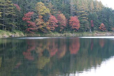 双子池の雌池に映る紅葉の写真