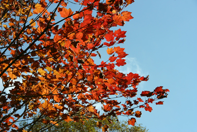 紅葉したカエデの写真