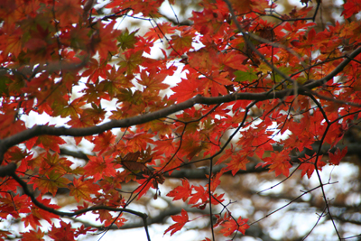 真っ赤に紅葉したカエデの写真