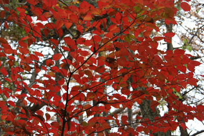 真っ赤に紅葉したツツジ科？の写真