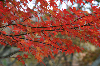 真っ赤に紅葉した和えでの写真その２