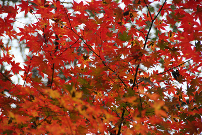 一面に広がる紅葉したカエデの葉の写真