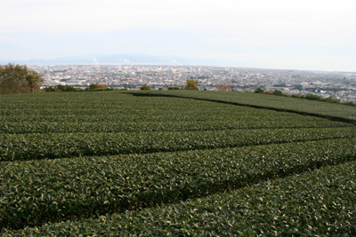 茶畑と富士市、伊豆半島の写真