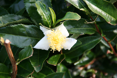 茶の花の写真