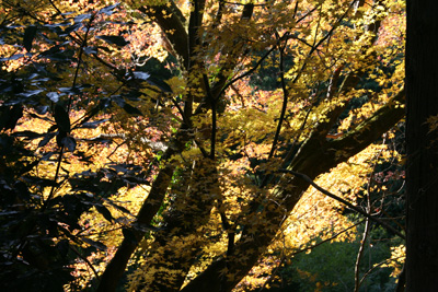 高山不動尊付近の紅葉の写真
