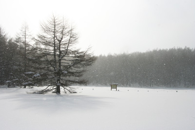 雪原となった湿原の写真