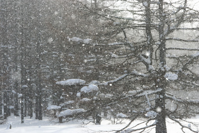 多くの雪が降っている写真