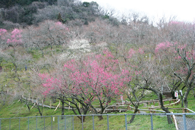 小下沢の梅林の写真