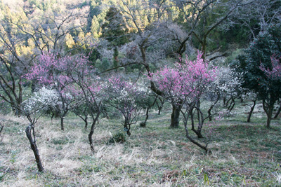城山の梅林の写真