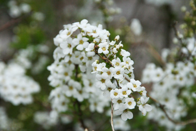 名前の分からない木の花の写真