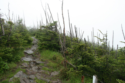 縞枯現象を起こしている縞枯山の山頂付近の写真