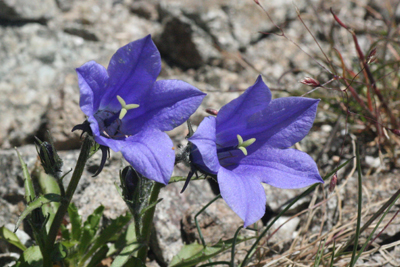 二つの花が並んだイワギキョウの写真