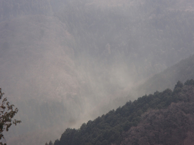 杉花粉が大量に飛散している写真