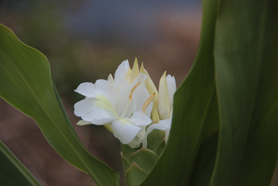 生姜の花の様な写真