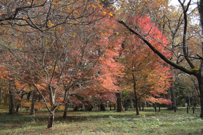 美しい紅葉の写真