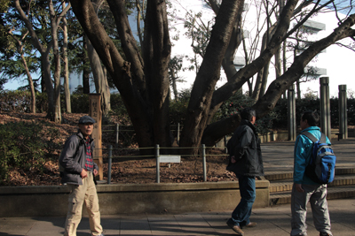 村上緑地公園にある村上七福桜の写真