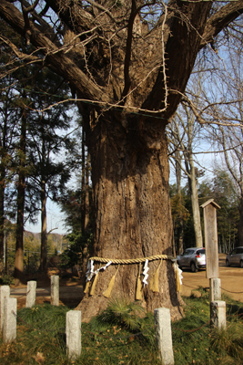 飯綱神社の御神木の写真