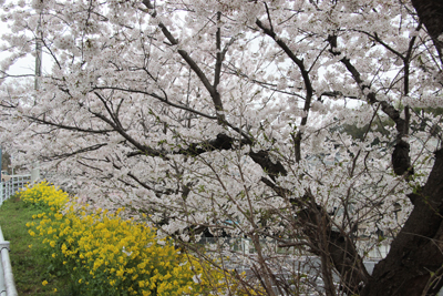 車道沿いの桜と菜の花の写真