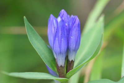 ミヤマリンドウの花の写真