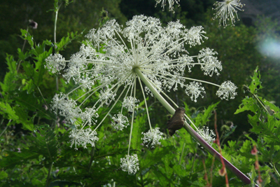 ミヤマシシウドの花の写真