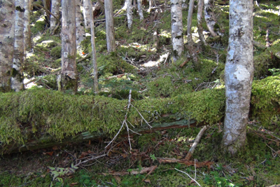 苔むした樹林帯の写真