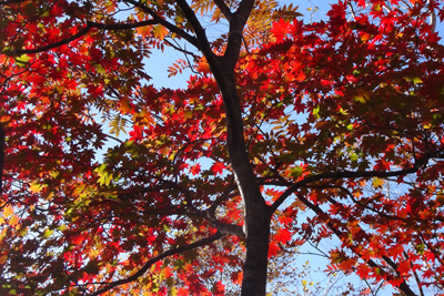 きれいに紅葉したカエデの写真