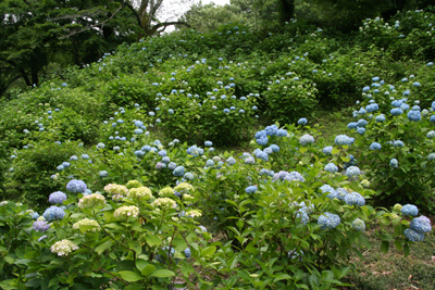 アジサイ坂の手前に咲いていたあじさいの写真