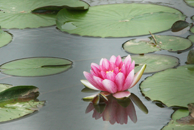 スイレンの花の写真