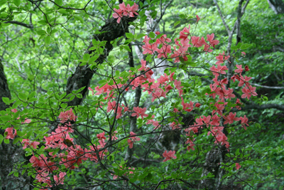 ヤマツツジの写真