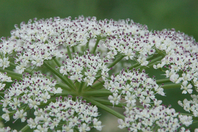 オオカサモチの花と思われる写真