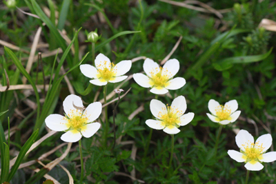 チングルマの花の写真