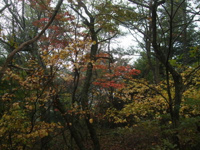 紅葉した木々の写真