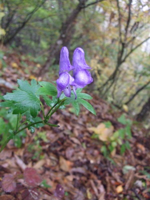 トリカブトの花の写真