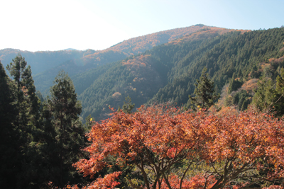 登山道に向かう車道から見た槇寄山方面の写真