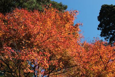 まだ美しい紅葉の写真