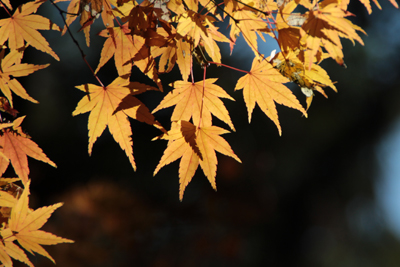 紅葉も終わり枯れかけているカエデの写真